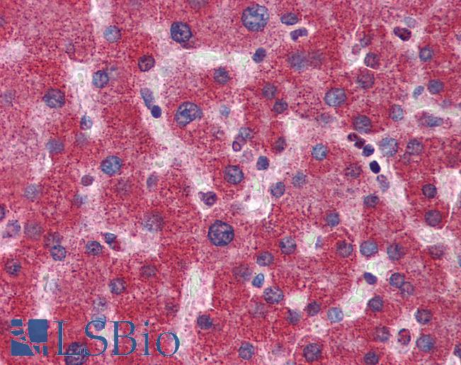 MTHFD1 Antibody - Anti-MTHFD1 antibody IHC of human liver. Immunohistochemistry of formalin-fixed, paraffin-embedded tissue after heat-induced antigen retrieval. Antibody concentration 5 ug/ml.  This image was taken for the unconjugated form of this product. Other forms have not been tested.