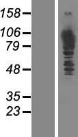 MTHFD1 Protein - Western validation with an anti-DDK antibody * L: Control HEK293 lysate R: Over-expression lysate