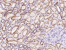 MTHFD2 Antibody - Immunochemical staining of human MTHFD2 in human kidney with rabbit polyclonal antibody at 1:100 dilution, formalin-fixed paraffin embedded sections.