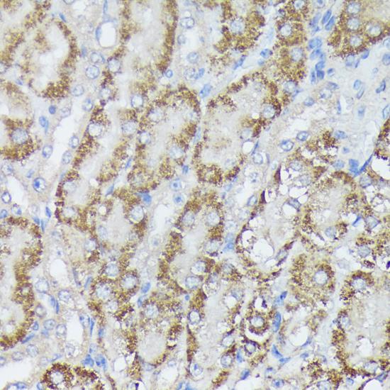 MTHFD2 Antibody - Immunohistochemistry of paraffin-embedded Mouse kidney using MTHFD2 Polyclonal Antibody at dilution of 1:100 (40x lens).