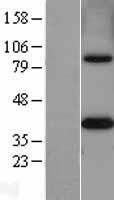 MTHFD2 Protein - Western validation with an anti-DDK antibody * L: Control HEK293 lysate R: Over-expression lysate
