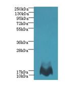 MTHFD2L Antibody - Western blot. All lanes: MTHFD2L antibody at 6 ug/ml+ Mouse lung tissue Goat polyclonal to rabbit at 1:10000 dilution. Predicted band size: 12 kDa. Observed band size: 12 kDa.