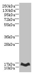 MTHFD2L Antibody - Western blot All lanes: MTHFD2L antibody at 6µg/ml + Mouse lung tissue Secondary Goat polyclonal to rabbit IgG at 1/10000 dilution Predicted band size: 38, 32, 8, 25, 33 kDa Observed band size: 12 kDa