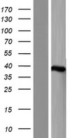 MTHFD2L Protein - Western validation with an anti-DDK antibody * L: Control HEK293 lysate R: Over-expression lysate