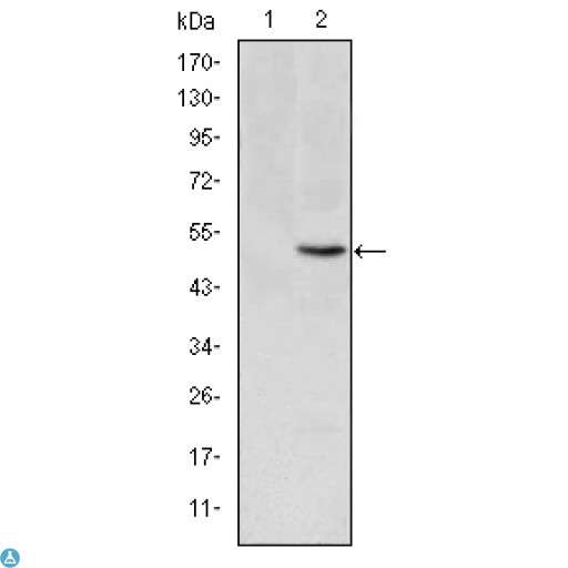 MTHFR Antibody - Western Blot (WB) analysis using MTHFR Monoclonal Antibody against HEK293 (1) and MTHFR-hIgGFc transfected HEK293 (2) cell lysate.