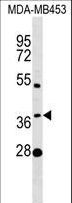MTHFSD Antibody - MTHFSD Antibody western blot of MDA-MB453 cell line lysates (35 ug/lane). The MTHFSD antibody detected the MTHFSD protein (arrow).