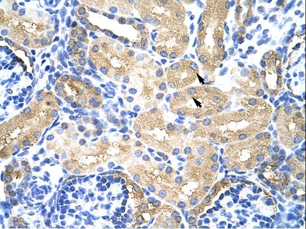 MTHFSD Antibody - MTHFSD antibody ARP40987_T100-NP_073601-MTHFSD (methenyltetrahydrofolate synthetase domain containing) Antibody was used in IHC to stain formalin-fixed, paraffin-embedded human kidney.  This image was taken for the unconjugated form of this product. Other forms have not been tested.