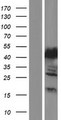 MTHFSD Protein - Western validation with an anti-DDK antibody * L: Control HEK293 lysate R: Over-expression lysate