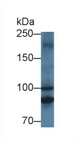 MTIF2 Antibody - Western Blot; Sample: Rat Heart lysate; Primary Ab: 1µg/ml Rabbit Anti-Rat MTIF2 Antibody Second Ab: 0.2µg/mL HRP-Linked Caprine Anti-Rabbit IgG Polyclonal Antibody