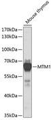 MTM1 / Myotubularin Antibody - Western blot analysis of extracts of mouse thymus using MTM1 Polyclonal Antibody at dilution of 1:1000.
