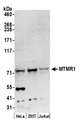 MTMR1 Antibody - Detection of human MTMR1 by western blot. Samples: Whole cell lysate (50 µg) from HeLa, HEK293T, and Jurkat cells prepared using NETN lysis buffer. Antibody: Affinity purified rabbit anti-MTMR1 antibody used for WB at 0.1 µg/ml. Detection: Chemiluminescence with an exposure time of 3 minutes.