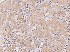 MTMR12 Antibody - Immunochemical staining of human MTMR12 in human kidney with rabbit polyclonal antibody at 1:100 dilution, formalin-fixed paraffin embedded sections.