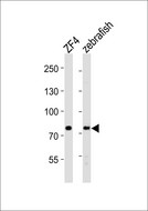 MTMR14 Antibody - Western blot analysis of lysates from zebra fish ZF4 cell line, zebrafish tissue lysate (from left to right), using (zebrafish) mtmr14 Antibody (C-Term). (DANRE) mtmr14 Antibody (C-Term) was diluted at 1:1000 at each lane. A goat anti-rabbit IgG H&L (HRP) at 1:10000 dilution was used as the secondary antibody. Lysates at 20ug per lane.