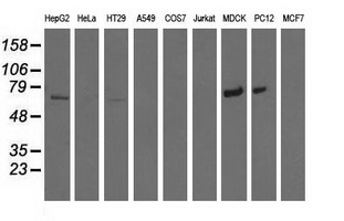 MTMR14 Antibody - Western blot of extracts (35 ug) from 9 different cell lines by using anti-MTMR14 monoclonal antibody.