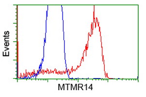 MTMR14 Antibody - HEK293T cells transfected with either overexpress plasmid (Red) or empty vector control plasmid (Blue) were immunostained by anti-MTMR14 antibody, and then analyzed by flow cytometry.