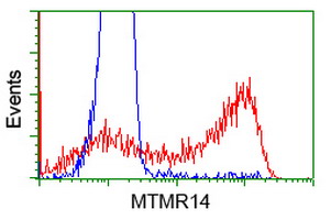 MTMR14 Antibody - HEK293T cells transfected with either overexpress plasmid (Red) or empty vector control plasmid (Blue) were immunostained by anti-MTMR14 antibody, and then analyzed by flow cytometry.