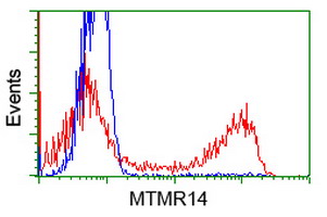 MTMR14 Antibody - HEK293T cells transfected with either overexpress plasmid (Red) or empty vector control plasmid (Blue) were immunostained by anti-MTMR14 antibody, and then analyzed by flow cytometry.