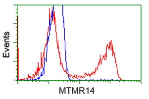 MTMR14 Antibody - HEK293T cells transfected with either overexpress plasmid (Red) or empty vector control plasmid (Blue) were immunostained by anti-MTMR14 antibody, and then analyzed by flow cytometry.