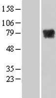 MTMR14 Protein - Western validation with an anti-DDK antibody * L: Control HEK293 lysate R: Over-expression lysate