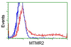 MTMR2 Antibody - HEK293T cells transfected with either overexpress plasmid (Red) or empty vector control plasmid (Blue) were immunostained by anti-MTMR2 antibody, and then analyzed by flow cytometry.