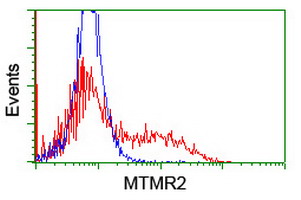 MTMR2 Antibody - HEK293T cells transfected with either overexpress plasmid (Red) or empty vector control plasmid (Blue) were immunostained by anti-MTMR2 antibody, and then analyzed by flow cytometry.
