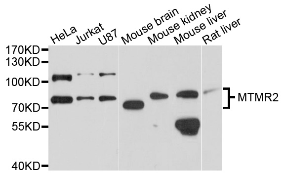 MTMR2 Antibody - Western blot analysis of extracts of various cells.