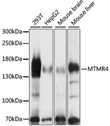 MTMR4 Antibody - Western blot analysis of extracts of various cell lines, using MTMR4 antibody at 1:1000 dilution. The secondary antibody used was an HRP Goat Anti-Rabbit IgG (H+L) at 1:10000 dilution. Lysates were loaded 25ug per lane and 3% nonfat dry milk in TBST was used for blocking. An ECL Kit was used for detection and the exposure time was 60s.