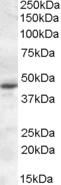MTNR1A / Melatonin Receptor 1a Antibody - MTNR1A antibody (0.3 ug/ml) staining of KELLY lysate (35 ug protein/ml in RIPA buffer). Primary incubation was 1 hour. Detected by chemiluminescence.