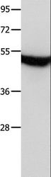 MTNR1A / Melatonin Receptor 1a Antibody - Western blot analysis of Mouse brain tissue, using MTNR1A Polyclonal Antibody at dilution of 1:650.