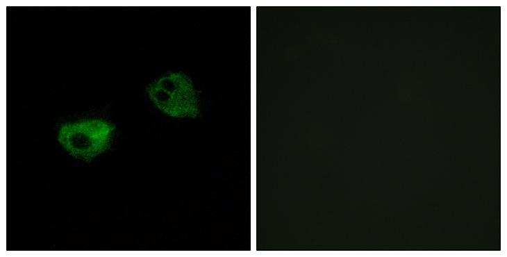 MTNR1A / Melatonin Receptor 1a Antibody - Peptide - + Immunofluorescence analysis of HepG2 cells, using MTR1A antibody.