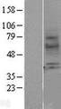 MTNR1A / Melatonin Receptor 1a Protein - Western validation with an anti-DDK antibody * L: Control HEK293 lysate R: Over-expression lysate