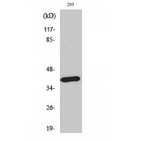 MTNR1B / MT2 Antibody - Western blot of MEL-1B-R antibody