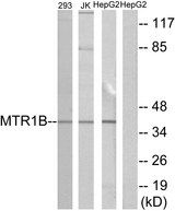 MTNR1B / MT2 Antibody - Western blot analysis of lysates from 293, Jurkat, and HepG2 cells, using MTR1B Antibody. The lane on the right is blocked with the synthesized peptide.