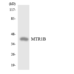 MTNR1B / MT2 Antibody - Western blot analysis of the lysates from HeLa cells using MTR1B antibody.