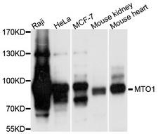 MTO1 Antibody - Western blot analysis of extracts of various cell lines.