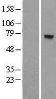 MTO1 Protein - Western validation with an anti-DDK antibody * L: Control HEK293 lysate R: Over-expression lysate