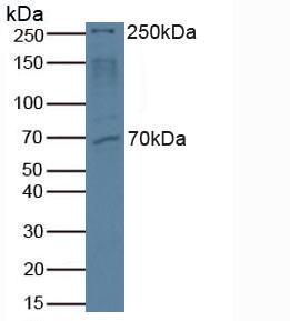 MTOR Antibody - Western Blot; Sample: Human Hela Cells.