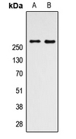 MTOR Antibody - Western blot analysis of mTOR expression in HEK293T (A); NIH3T3 (B) whole cell lysates.