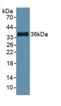 MTOR Antibody - Western Blot; Sample: Recombinant FRAP, Human.