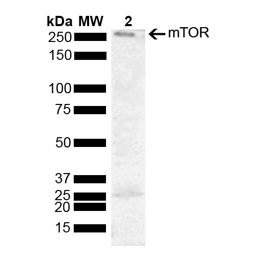 MTOR Antibody - Western blot analysis of Human Cervical cancer cell line (HeLa) lysate showing detection of 288.9 kDa MTOR protein using Rabbit Anti-MTOR Polyclonal Antibody. Lane 1: Molecular Weight Ladder (MW). Lane 2: HeLa. Load: 10 µg. Block: 5% Skim Milk powder in TBST. Primary Antibody: Rabbit Anti-MTOR Polyclonal Antibody  at 1:1000 for 2 hours at RT with shaking. Secondary Antibody: Goat Anti-Rabbit IgG: HRP at 1:5000 for 1 hour at RT. Color Development: ECL solution for 5 min at RT. Predicted/Observed Size: 288.9 kDa. Other Band(s): 25 kDa.