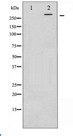 MTOR Antibody - Western blot of mTOR expression in HeLa whole cell lysates,The lane on the left is treated with the antigen-specific peptide.