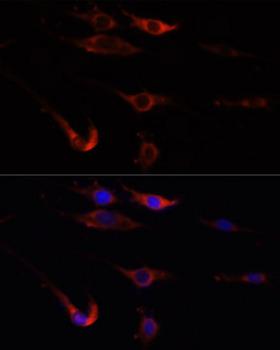 MTOR Antibody - Immunofluorescence analysis of PC12 cells using MTOR antibody at dilution of 1:100. Blue: DAPI for nuclear staining.