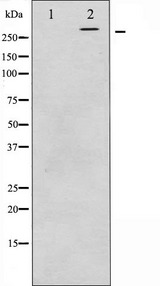 MTOR Antibody - Western blot analysis of mTOR expression in HeLa whole cells lysates. The lane on the left is treated with the antigen-specific peptide.