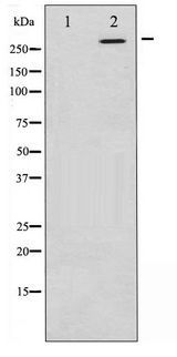 MTOR Antibody - Western blot of mTOR phosphorylation expression in EGF treated HeLa whole cell lysates,The lane on the left is treated with the antigen-specific peptide.