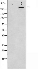MTOR Antibody - Western blot analysis of mTOR phosphorylation expression in EGF treated HeLa whole cells lysates. The lane on the left is treated with the antigen-specific peptide.