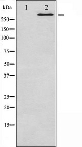 MTOR Antibody - Western blot analysis of mTOR phosphorylation expression in HeLa whole cells lysates. The lane on the left is treated with the antigen-specific peptide.