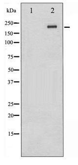 MTOR Antibody - Western blot of mTOR phosphorylation expression in Insulin treated NIH-3T3 whole cell lysates,The lane on the left is treated with the antigen-specific peptide.