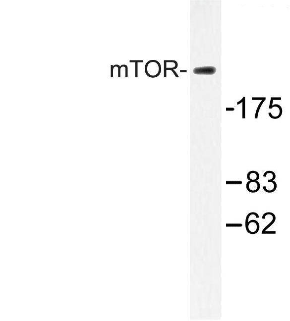 MTOR Antibody - Western blot of mTOR (S2442) pAb in extracts from NIH/3T3 cells treated with Wortmannin 40mM 24hours.