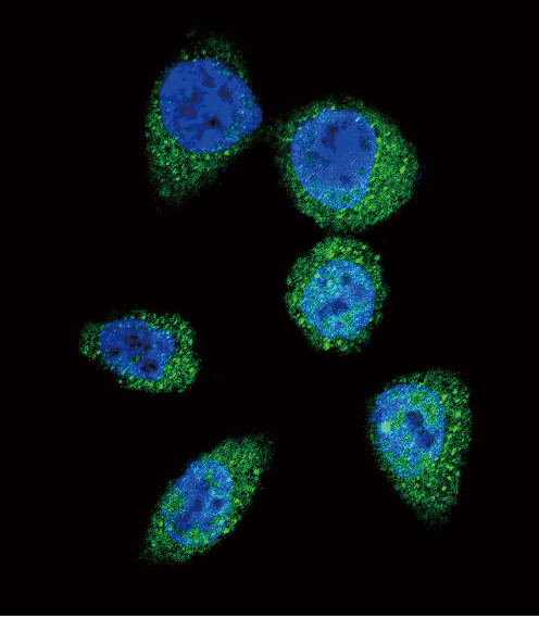 MTOR Antibody - Confocal immunofluorescence of mTOR (FRAP1) Antibody (S2481) with HeLa cell followed by Alexa Fluor 488-conjugated goat anti-rabbit lgG (green). DAPI was used to stain the cell nuclear (blue).