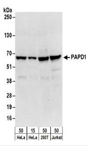 MTPAP Antibody - Detection of Human PAPD1 by Western Blot. Samples: Whole cell lysate from HeLa (15 and 50 ug), 293T (50 ug), and Jurkat (50 ug) cells. Antibodies: Affinity purified rabbit anti-PAPD1 antibody used for WB at 0.1 ug/ml. Detection: Chemiluminescence with an exposure time of 30 seconds.